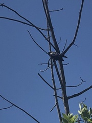 Agelaius phoeniceus