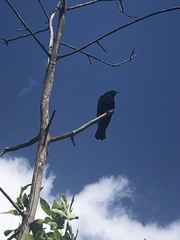Agelaius phoeniceus