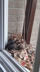 Sciurus carolinensis