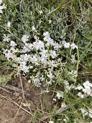 Phlox condensata