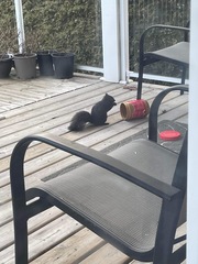 Sciurus carolinensis