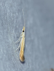 Coleophora colutella