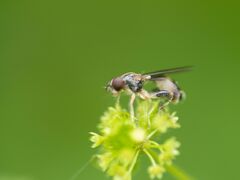 Sphegina