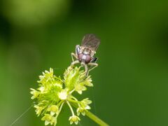 Sphegina