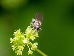 Sphegina