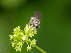 Sphegina