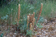 Orobanche amethystea amethystea
