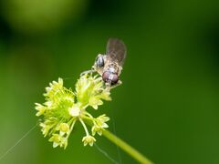 Sphegina