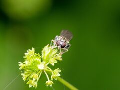 Sphegina