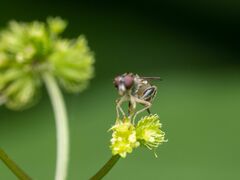 Sphegina
