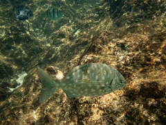 Kyphosus elegans