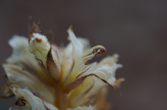 Orobanche amethystea amethystea