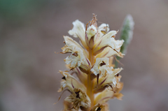 Orobanche amethystea amethystea