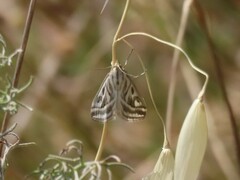 Loxostege aeruginalis