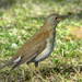 Pale Thrush - Photo (c) Charles Lam, some rights reserved (CC BY-SA)