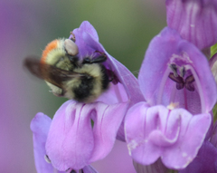 Bombus centralis