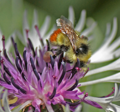 Bombus centralis
