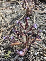 Phacelia quickii