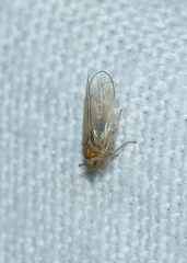 Javesella pellucida