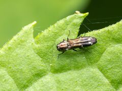 Agrilini