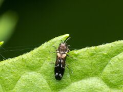 Agrilini