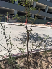 Prosopis pubescens