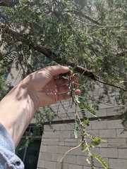 Prosopis pubescens
