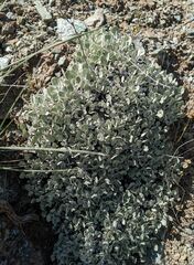 Eriogonum strictum