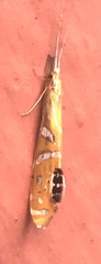 Nectopsyche gemmoides