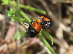 Cryptocephalus trimaculatus