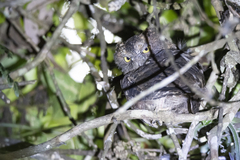 Otus rutilus rutilus
