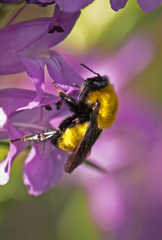 Bombus morrisoni