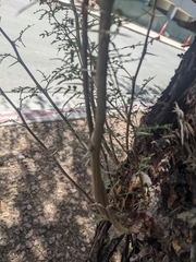 Prosopis pubescens