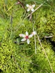 Micranthes stellaris