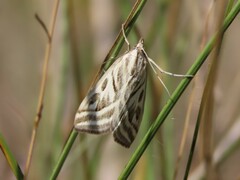 Loxostege aeruginalis