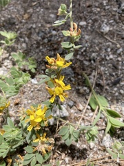 Acmispon decumbens decumbens