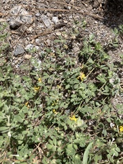 Acmispon decumbens decumbens