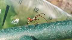 Leptoglossus occidentalis