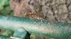 Leptoglossus occidentalis