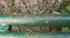 Leptoglossus occidentalis