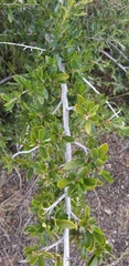 Cercocarpus ledifolius