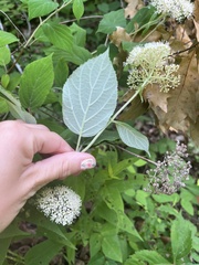 Hydrangea radiata