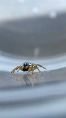 Pelegrina flavipes