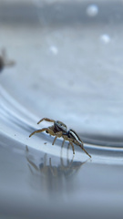 Pelegrina flavipes