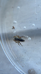 Pelegrina flavipes