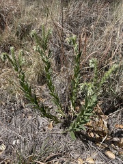 Lithospermum occidentale