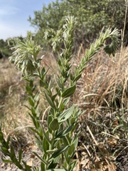 Lithospermum occidentale