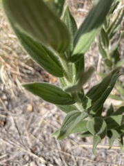 Lithospermum occidentale