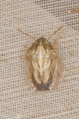 Neottiglossa bifida