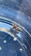 Pelegrina flavipes